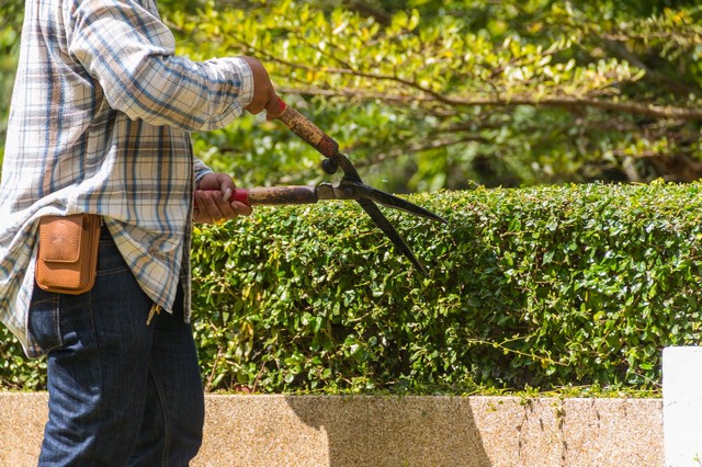 Garden Maintenance London